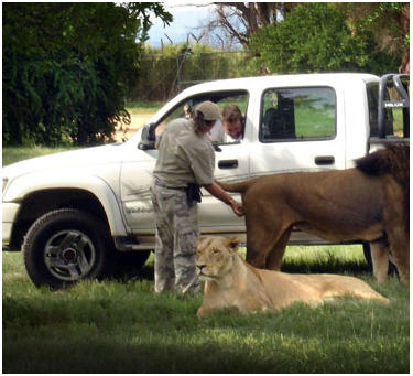 Lion Nuts.jpg (32 KB)